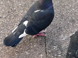Healthy Colourful Racing Pigeons