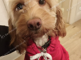 Cockapoo female