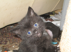 5 Black Kittens; males and females.