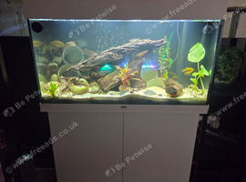 3ft Juwel tank and fish