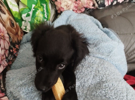 puppy needing new home