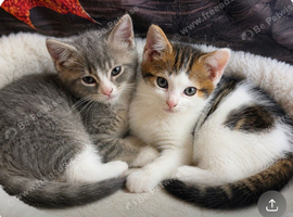 Siberian mix kittens