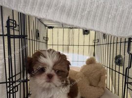 Beautiful Female Shih puppy Available