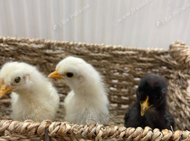New Chicks ready for new home