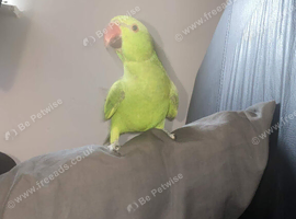 Green Ringneck