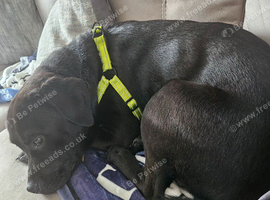 Lad xstaffy