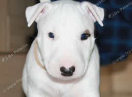 English bull terrier puppies