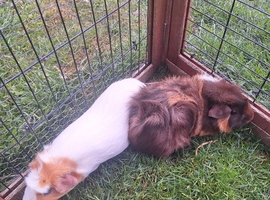 Female guinea pigs for sale