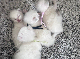 Ragdoll
