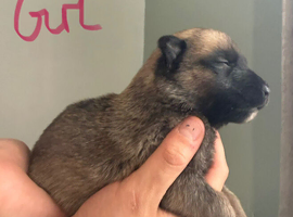 Belgium Malinois