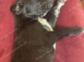 3 lurcher left