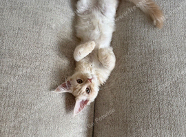 Maine Coon Kittens