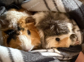 Guinea pig brothers