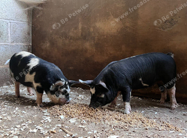 5 Mini Piglets Ready September