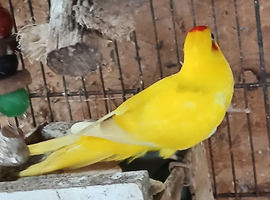 Kakariki hen kakariki hen