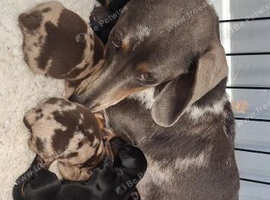 Miniature dachshunds