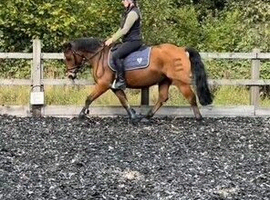 13hh welsh c - Evie