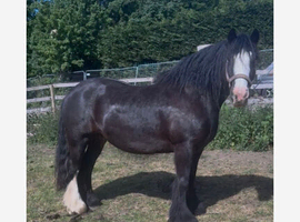 Heavyweight cob mare