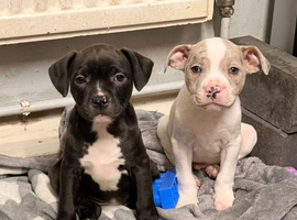 READY TO LEAVE STAFFY PUPS 1 LEFT