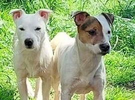 Jack Russells