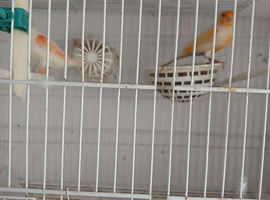 Pair of dimirphic canaries and like new cage