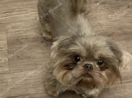 Stud only Imperial Lilac Dobie Shih Tzu Stud