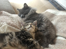 Two young male cats