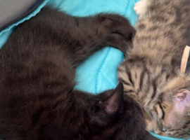 Adorable Bengal Kitties