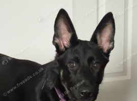 6 month old Female German Shepherd Loving & Kind
