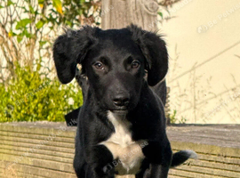 Sprollie Pups  1 Boy left