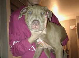 6 month old puppie for sale