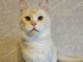 1 year old female registered Maine Coons
