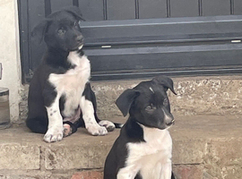 Collie x Kelpie pups