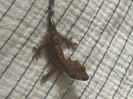 Baby crested gecko .