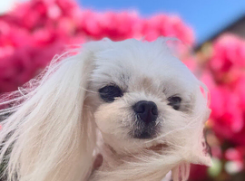 Adorable Adult Maltese Boy KR Imp