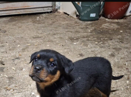Female rottweiler pup