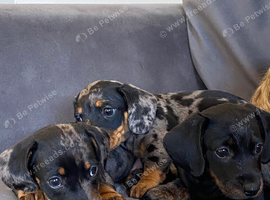 Long & Shorthair miniature dadchunds