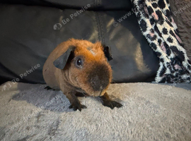 Male skinny pigs available