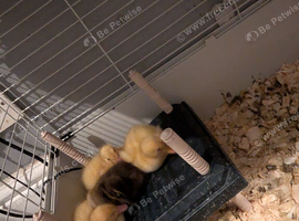 10 Ducklings