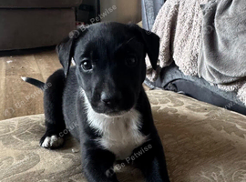 Border Collie long coat X Dalmatian