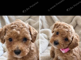 Poochon puppies (second Gen