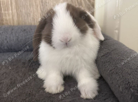 Pure Baby Mini Lops For Sales