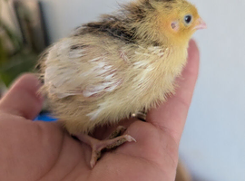 Mixed Coturnix Quail, Eggs, Chicks + Adults