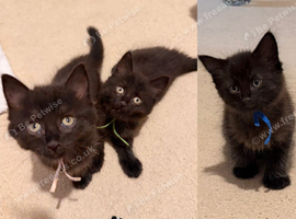 Ready to leave this week - kittens