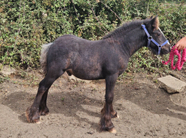 Cob Colt foal to make 13.1hh