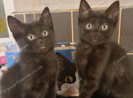 Kittens for sale