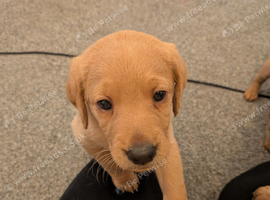 Stunning F2 labradoodle puppies