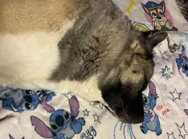 Akita female