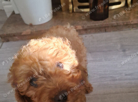 Beautiful Toy Cavapoo Boy ️