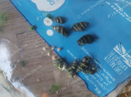 8-10 Assassin snails free or swap